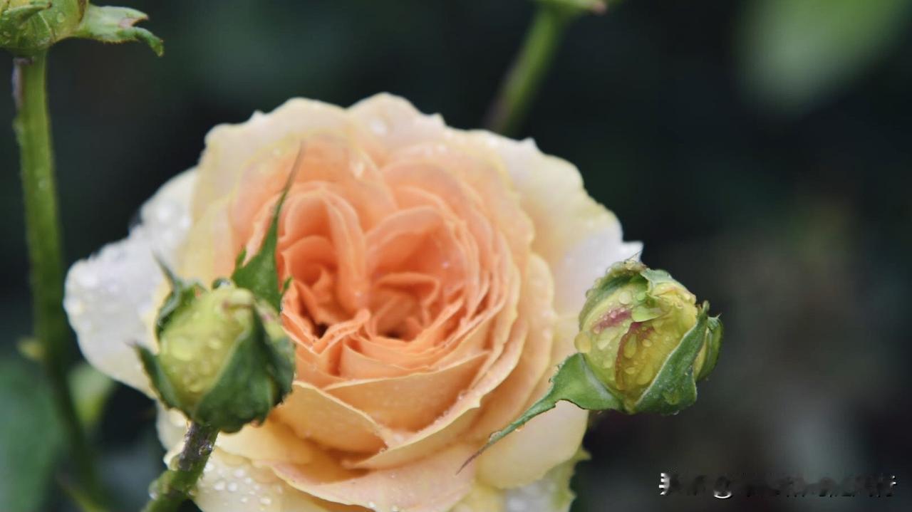 晒图笔记大赛春雨后的朱丽叶月季，丰盈饱满，清新灵动，花色渐变！在雨后空气湿润、温