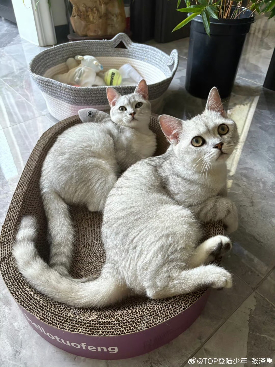 张泽禹让粉丝给猫取名张泽禹家里来了两只猫张泽禹家里来了两只猫，哈哈，哇塞哇塞 ​