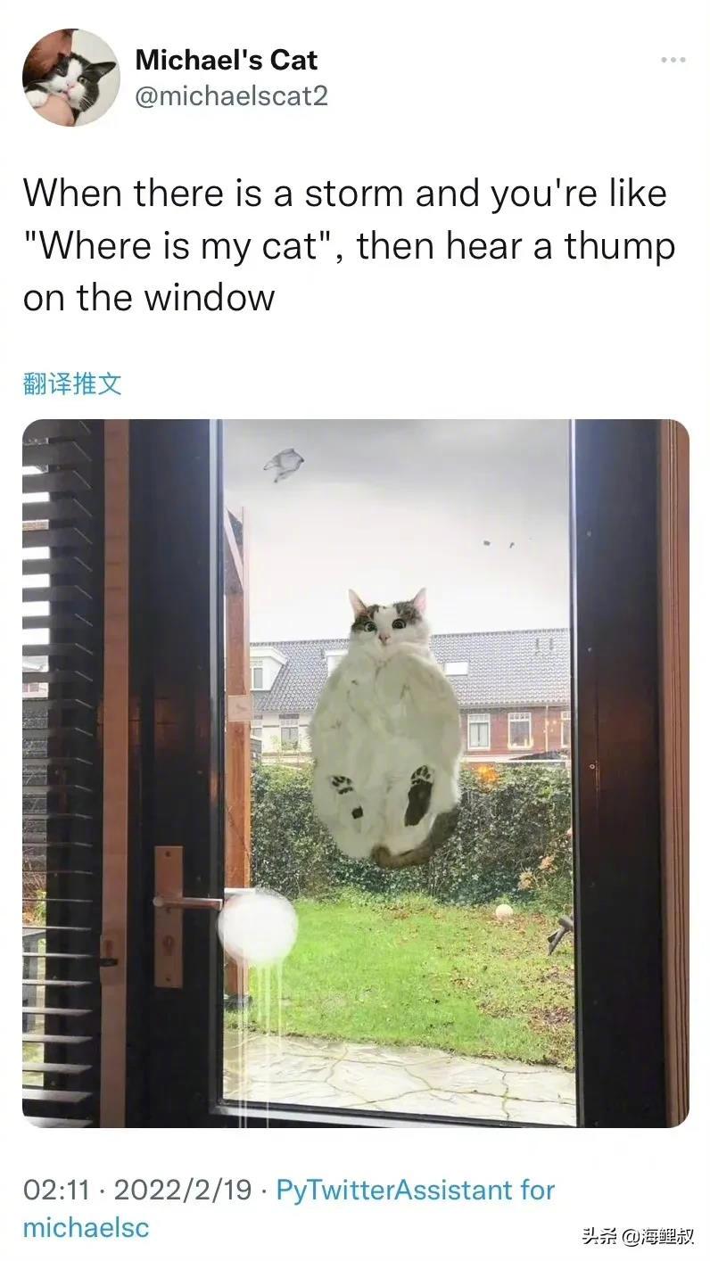 荷兰台风天，有人拍到邻居家的猫被风贴在了门上......
