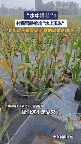 “长见识了！”山西临汾，玉米熟了，村民们去收玉米，可他们不是开三轮车，也不是骑驴