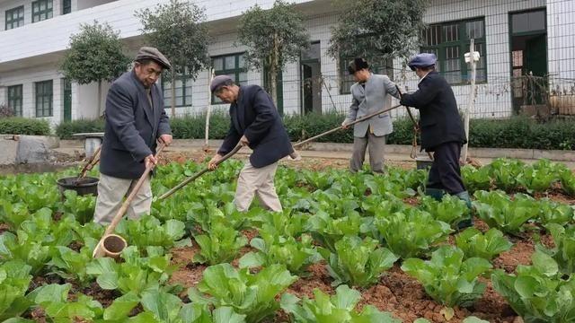 中国祖辈都在用的“粪水浇菜”，欧洲科学家却才发现，为什么？

一瓢粪水，放在过去