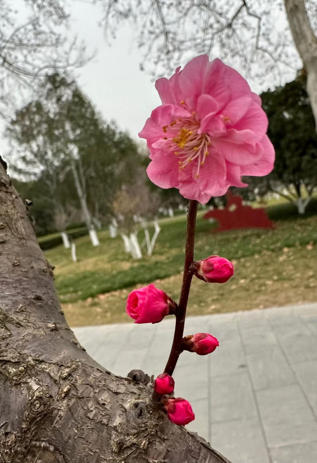 新年爱好打卡哦豁，假期结束了，早上艰难的起床，极不情愿的上班搬砖！为了工资几个，