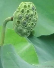 最近好多同仁都在感慨，颗粒剂快吃不起了，改成国标后一些药也贵好多，酸枣仁现在有时