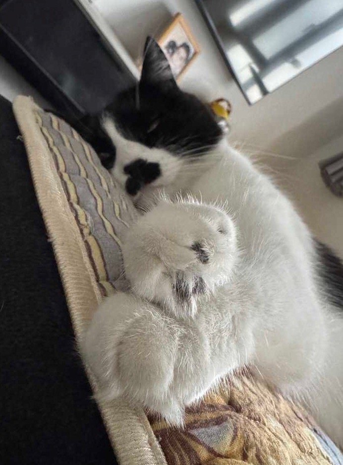 祝您早点用上能闻到味儿的手机daily奶牛猫 （投稿：） 