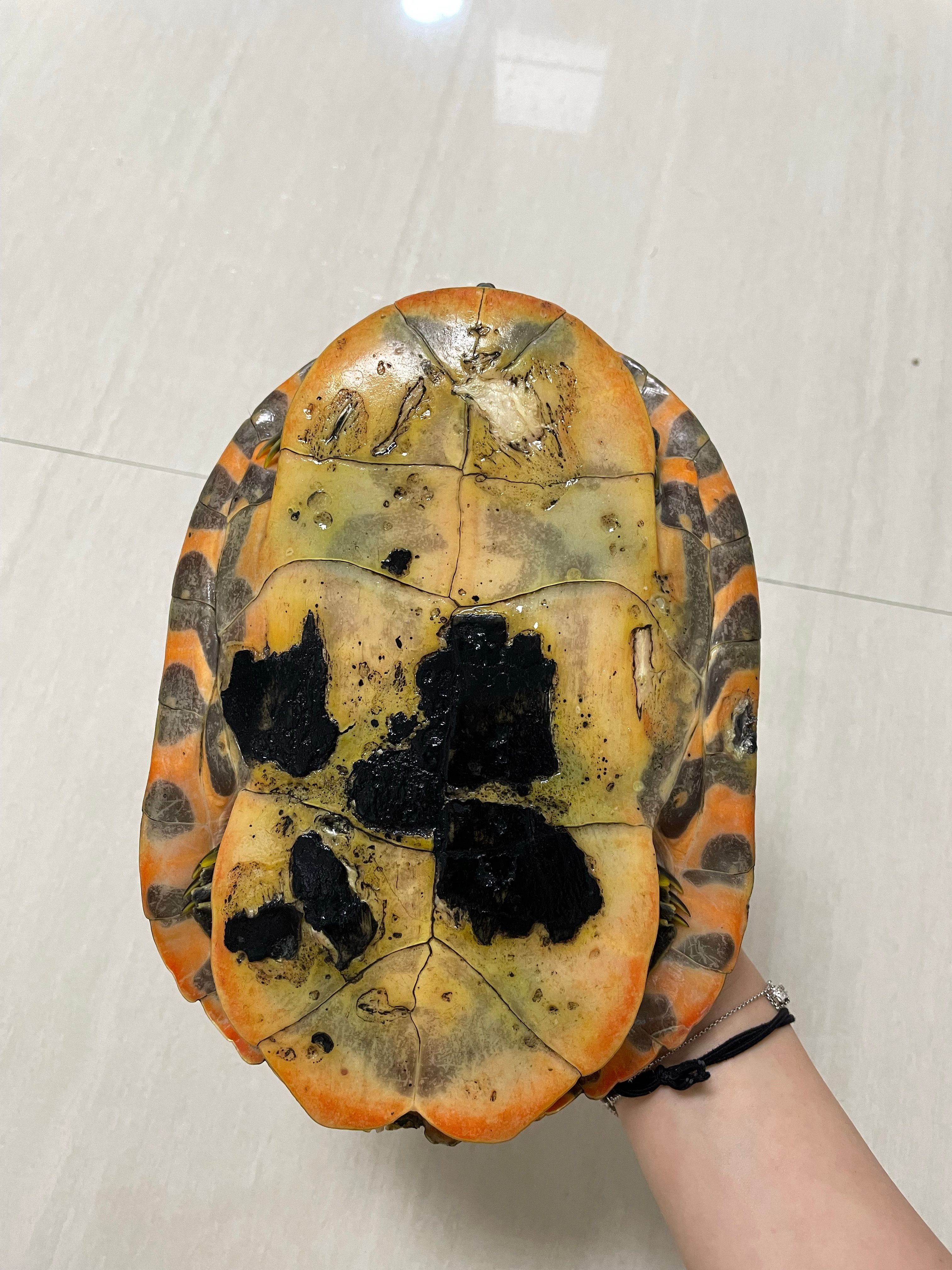 有没有养龟选手帮我看看 指导一下 ​​​