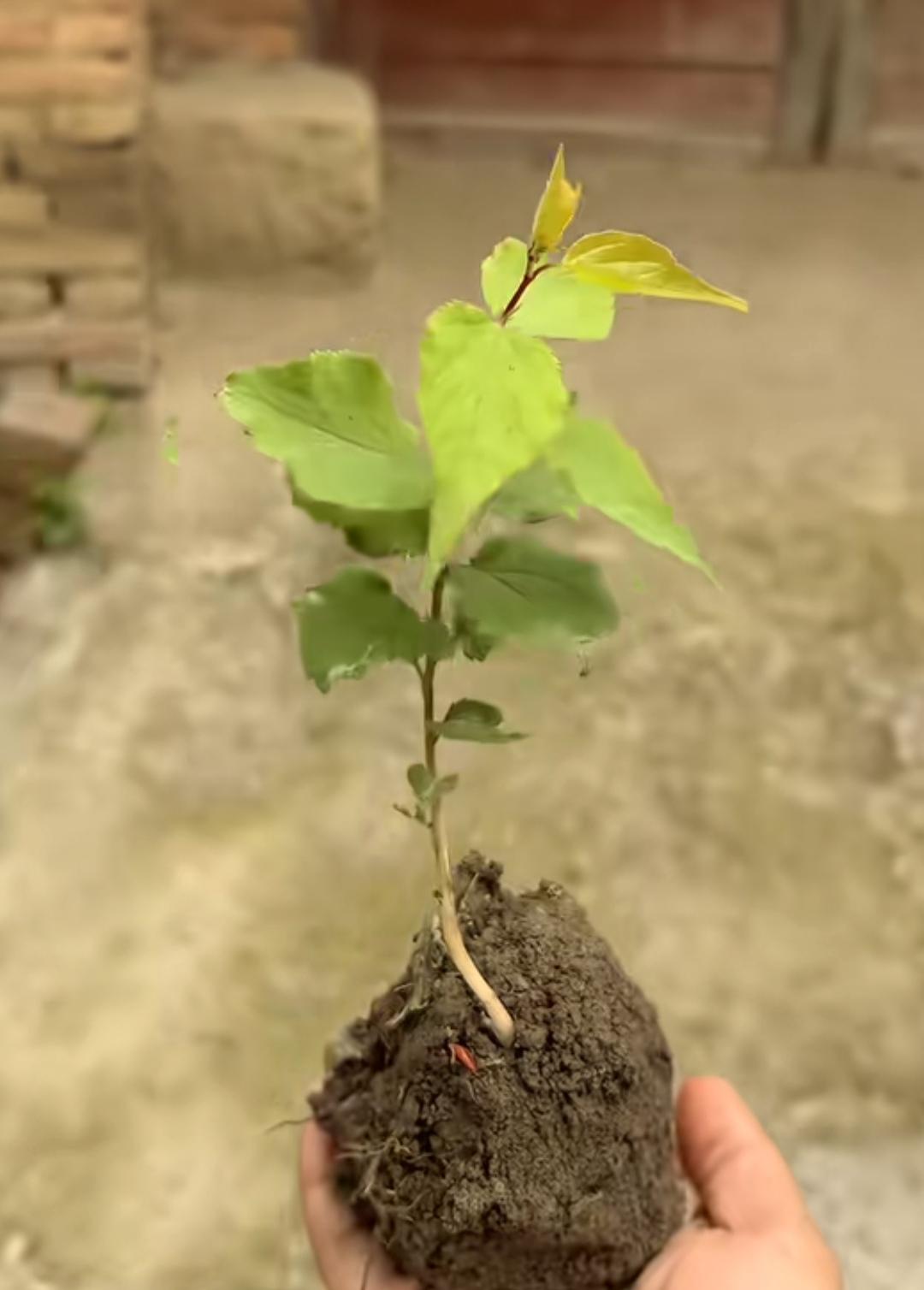 一株小树苗，捧在手里真可爱。是不是很亲切？你知道这是什么树苗吗？我们小时候经常见