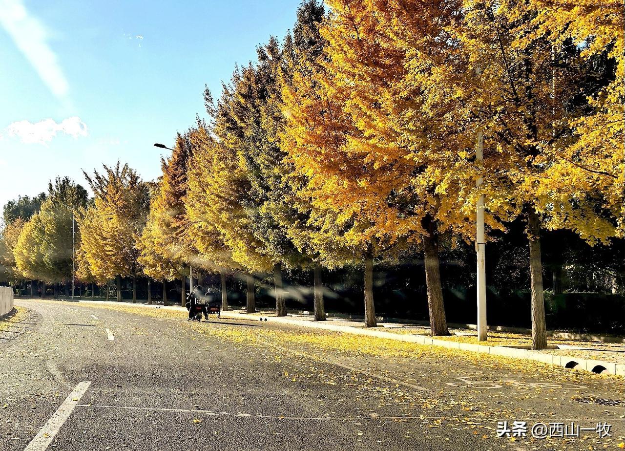 《桂枝香》
霜林醉染，正万壑含秋，千崖竞秀。
策杖层峦高处，断云飞岫。
斜阳影里