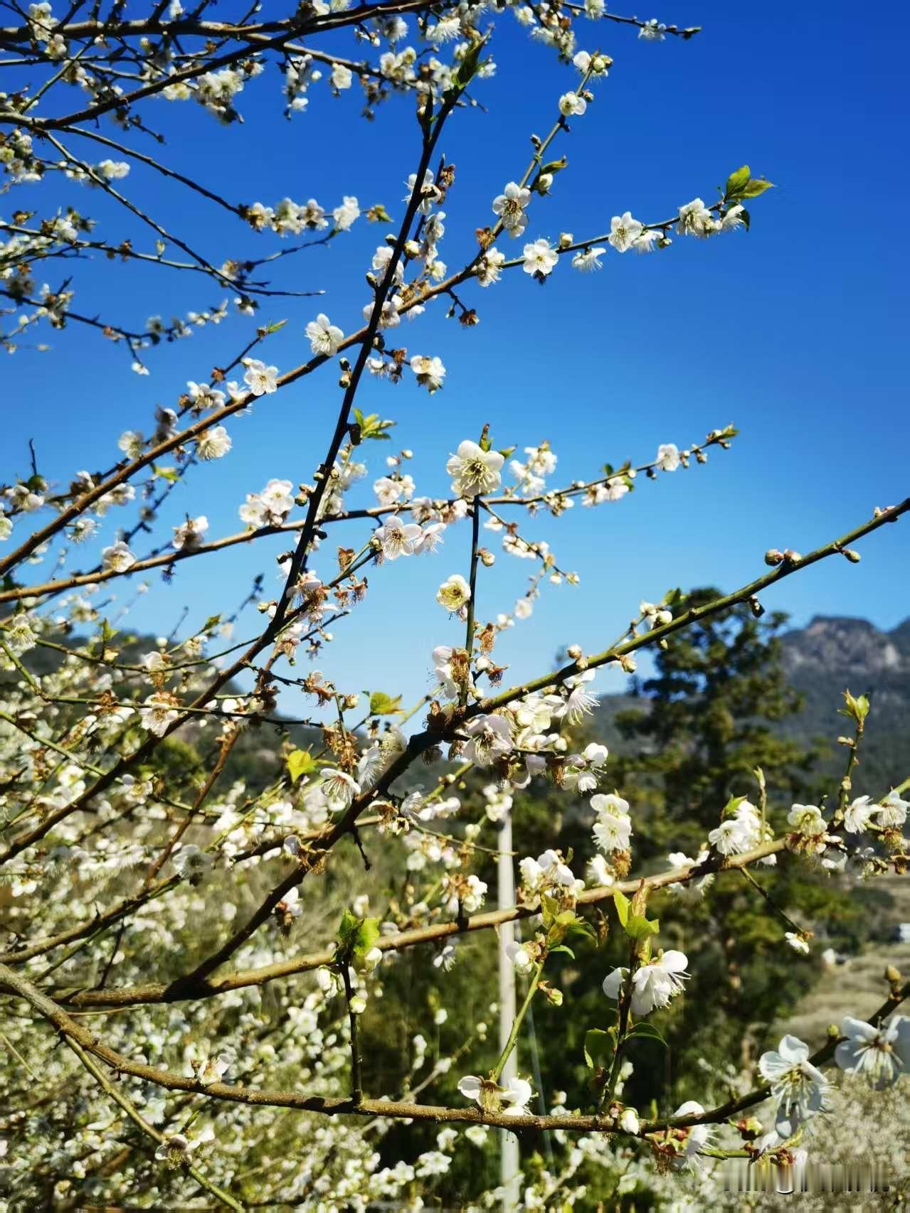 桃花娇艳，梅花冷傲，福州永泰县葛岭镇的万石村，就是一个梅花的梦幻村落。这里200