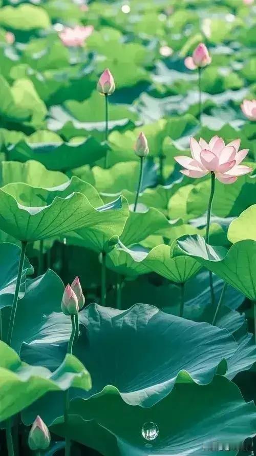 《七律•夏日丽景》
作者：转转看到


浓阴厚厚遮骄阳，
荷叶田田覆满塘。
喧蝉