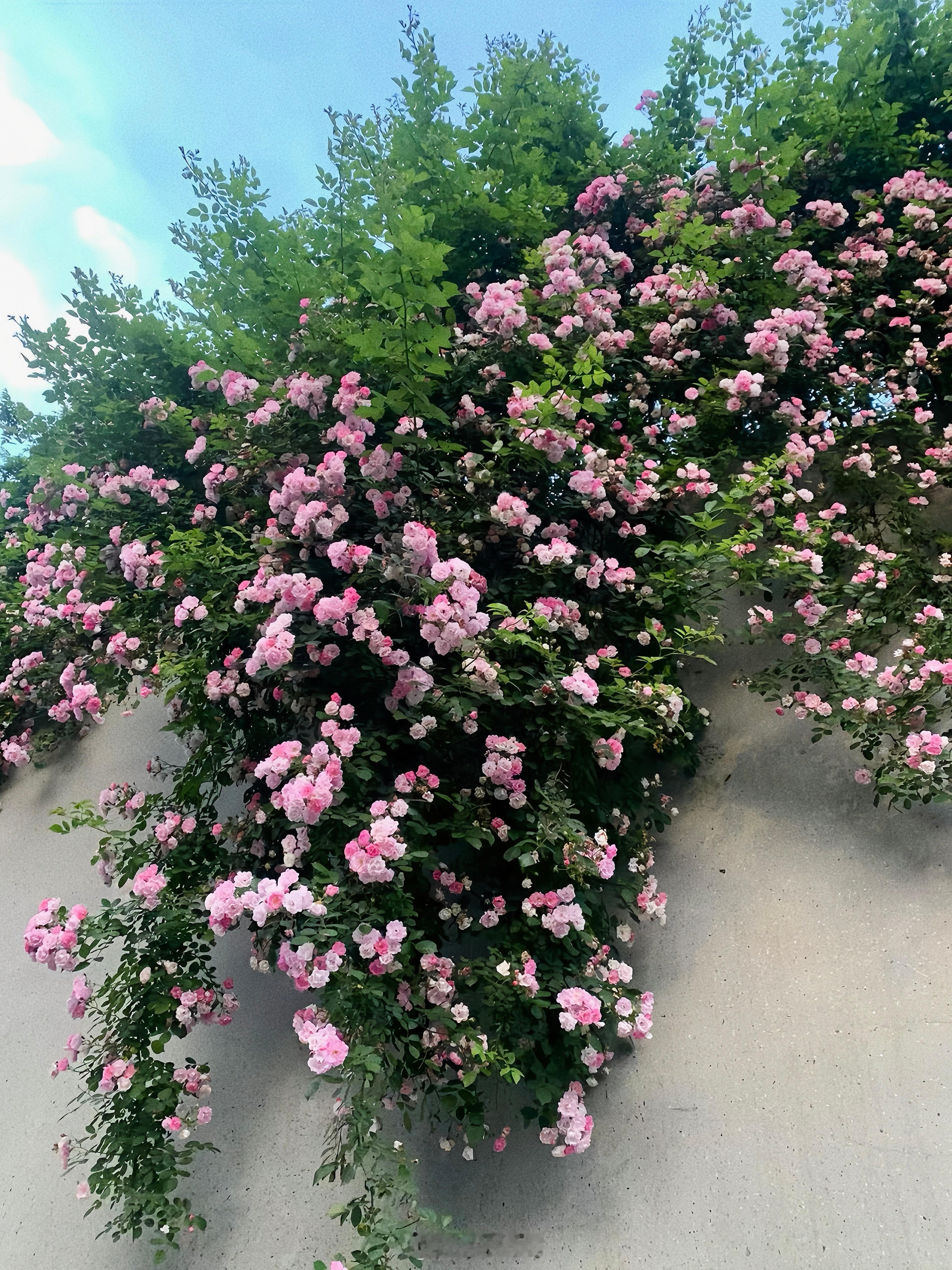 大自然！！能量场！！！用心爱护我的花花 一回到家心情都变好了