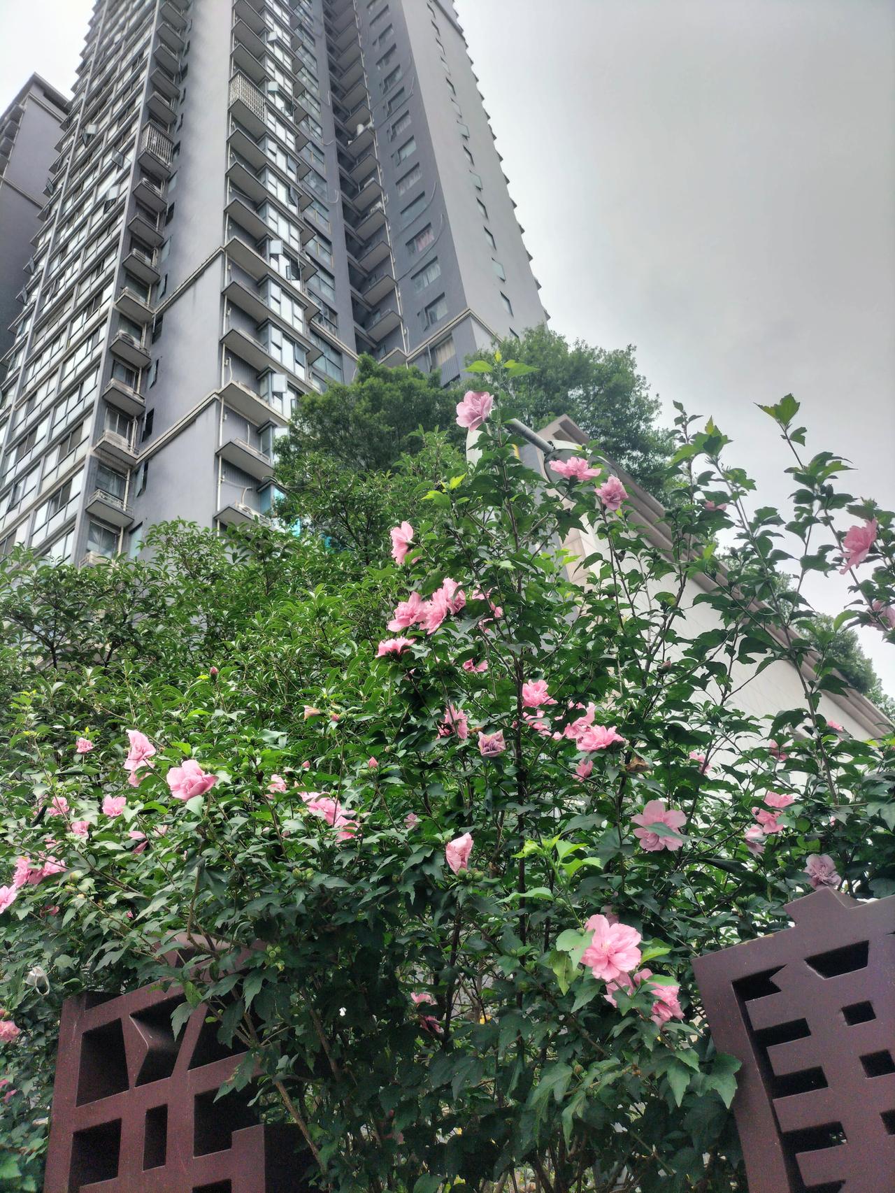 这拍照技术还行吧[玫瑰][玫瑰][玫瑰][玫瑰][玫瑰][玫瑰][玫瑰][玫瑰]