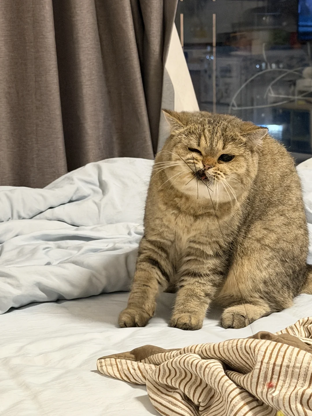 又捣蛋！逗猫棒战损又+1