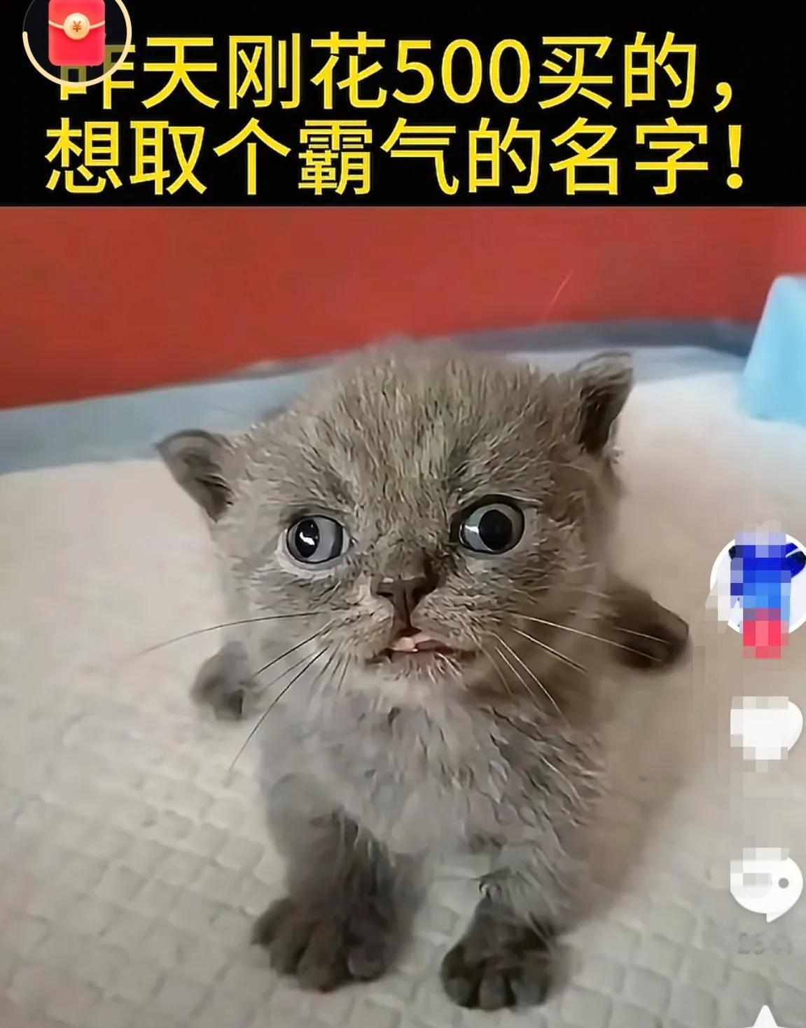 这种斗鸡眼的小猫，抓老鼠肯定特厉害，视线范围更宽，脑子也肯定更好，它这两只眼睛收