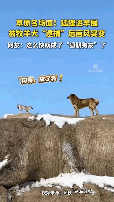 这事都上新华社了！一只狐狸溜进羊圈想偷吃东西，正好碰到了牧羊犬。一开始牧羊犬追着