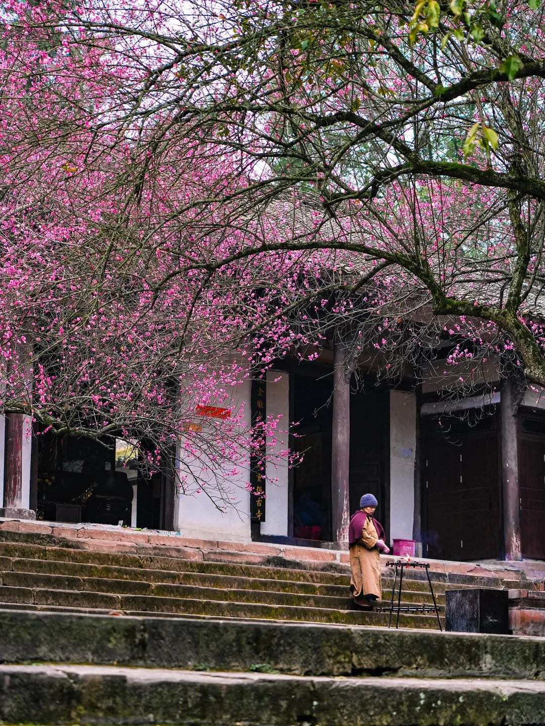 公交直达！这里的梅花盛开了！真的冷门！