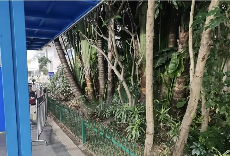 深圳东站这变化也太大了吧！绿化做得是真不错，跟之前比完全像两个地方。到处绿油油的