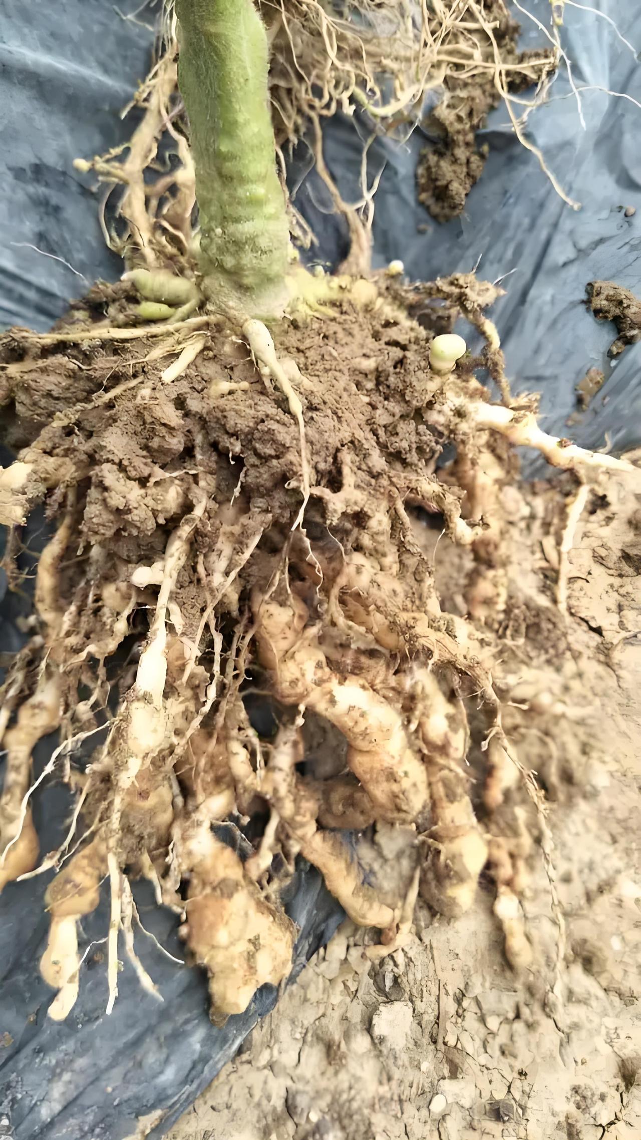 根结线虫怎么产生的 + 完整预防方案
一、根结线虫是怎么产生（怎么进到地里）
1