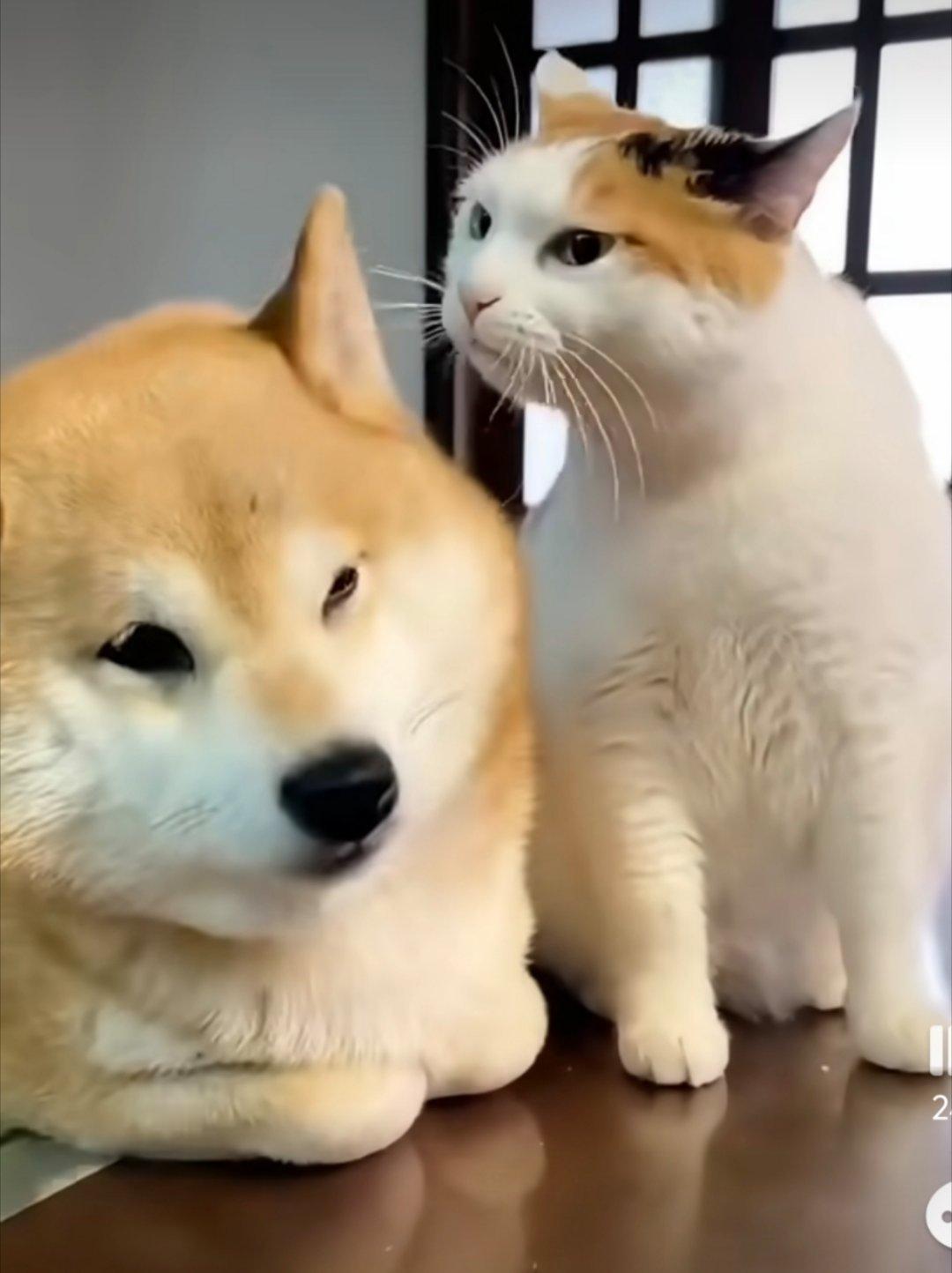 狗狗故意学猫揣手手大小姐你又怎么了 ​​​