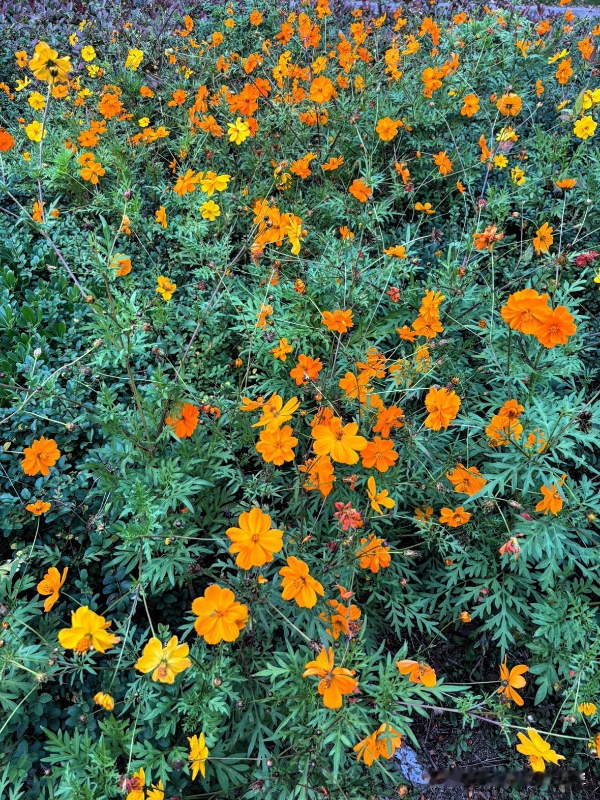 截至27日晚8时，大埔火灾已致65人遇难，当中有一名为消防英雄何伟豪。另有70人