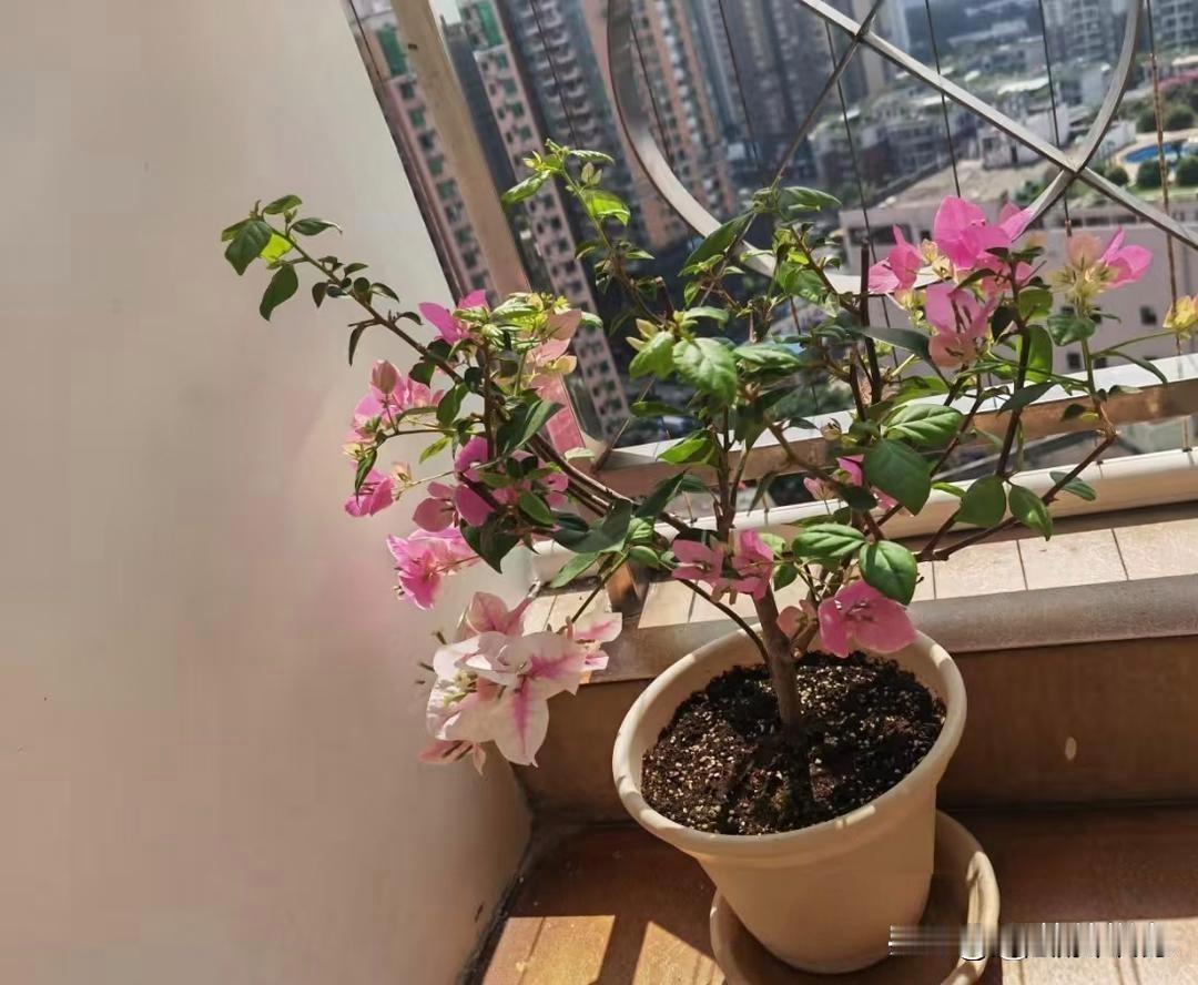 我侄女的“不婚”选择:守着自己的小窝，比啥都强
我侄女今年30岁，在省司法厅当公