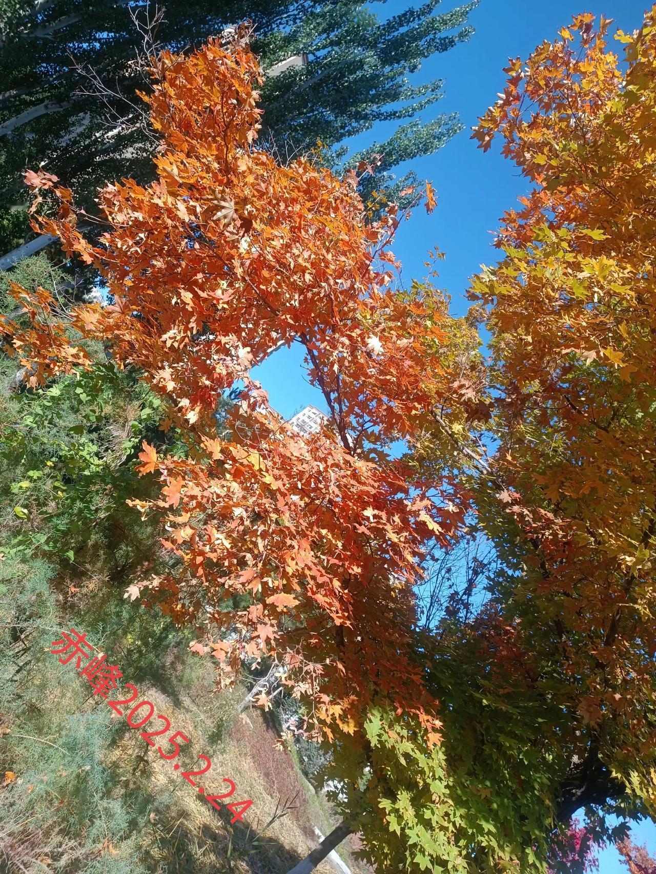 可以分享一张秋景树叶的照片吗路边随拍，深秋的树叶。