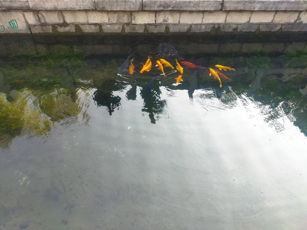 晒图笔记大赛想做一只鱼。