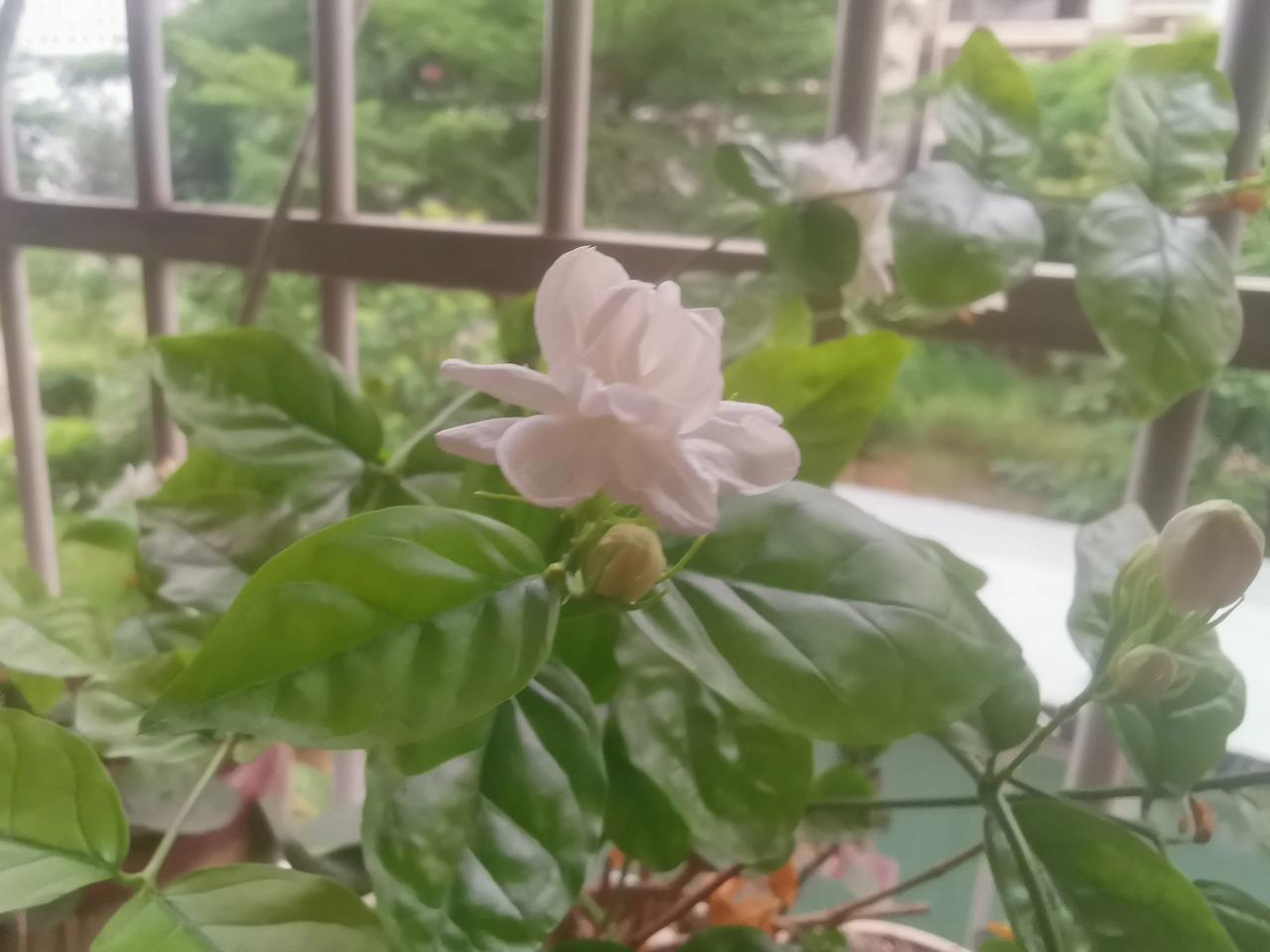 我是一个爱花的人，阳台上每年都会种些花，今天收到头条的邀请，说让我写一篇花草记录