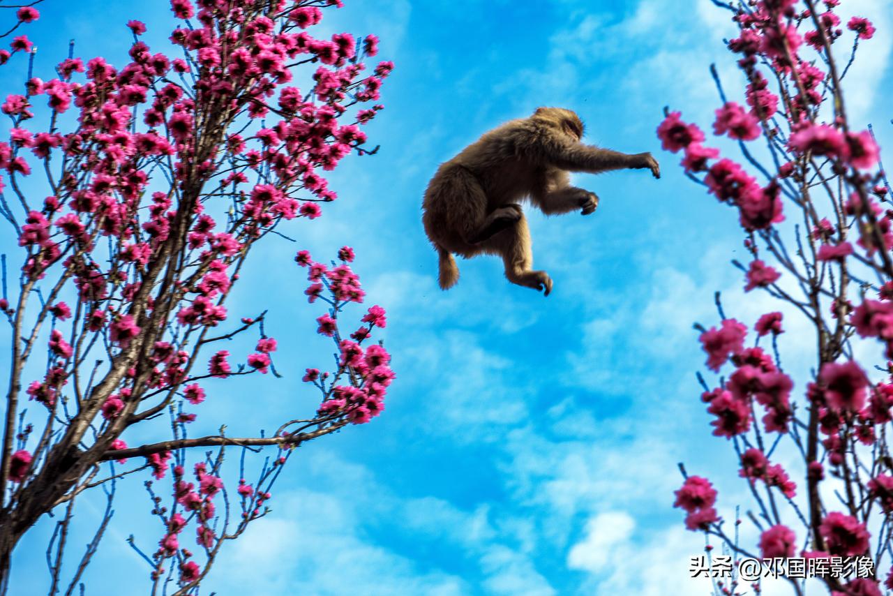 中国猴山五龙口，“太行精灵戏桃花”的景象简直绝了！2026年3月26日，济源五龙