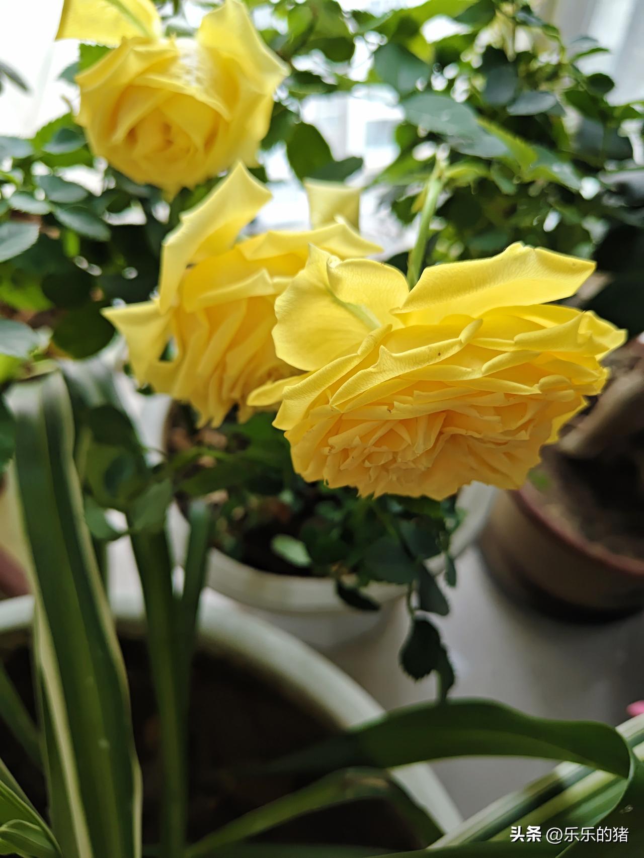 当年我们对门的邻居结婚当天下午，突然肚子疼就去医院，结果第二天就生下了一个三斤重