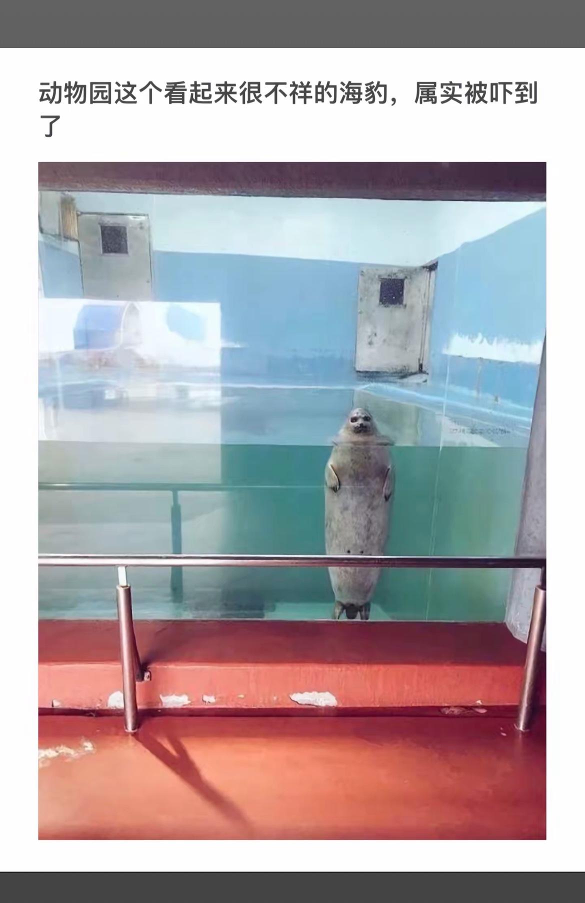 海豹在动物园里看起来好可怜啊！