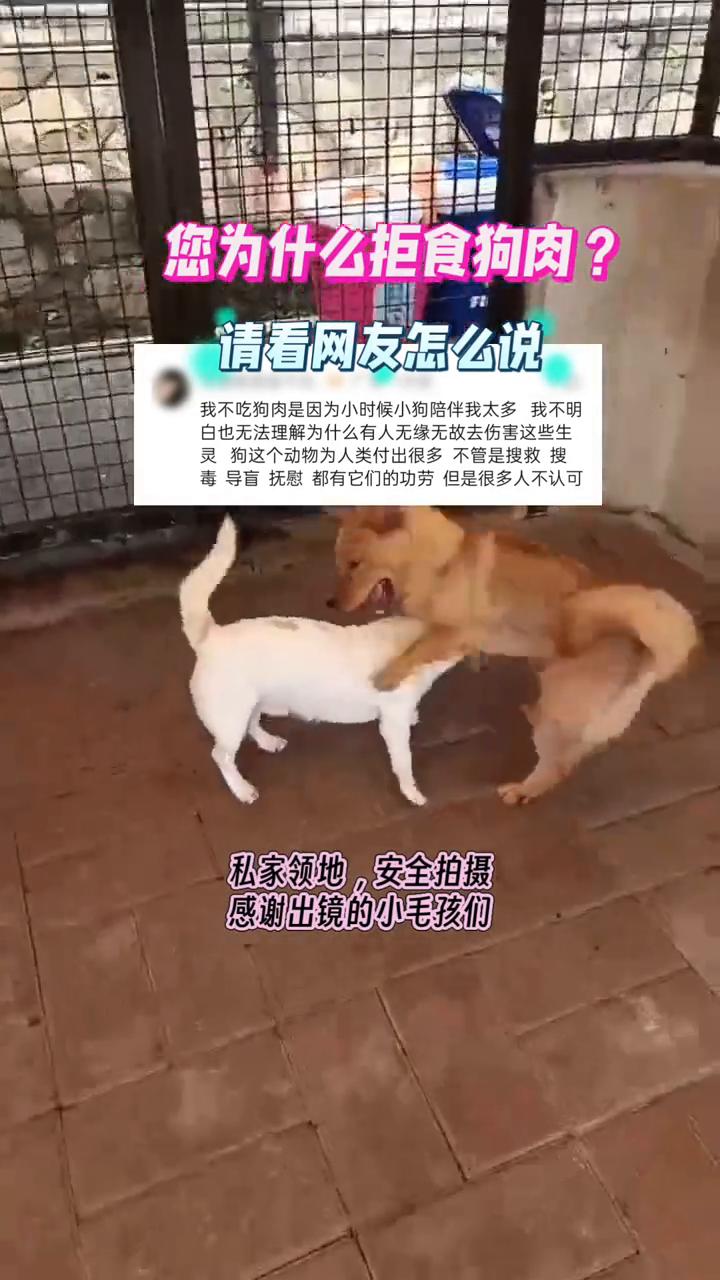 您为什么拒食狗肉？请看网友怎么说。
我不吃狗肉是因为小时候小狗陪伴我太多，我不明
