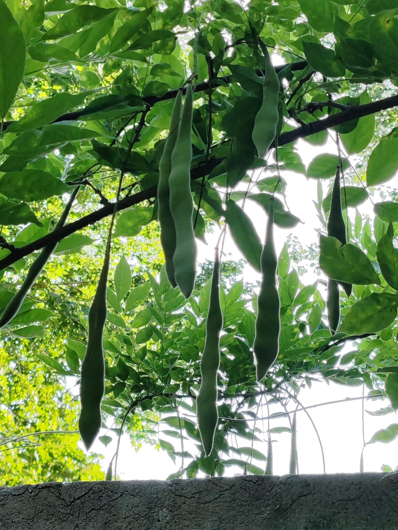 夏日美景随拍《紫藤果》夏日炎炎鸟禁音，曲廊上面紫藤葳。果实个个象刀剑，又似豆角向