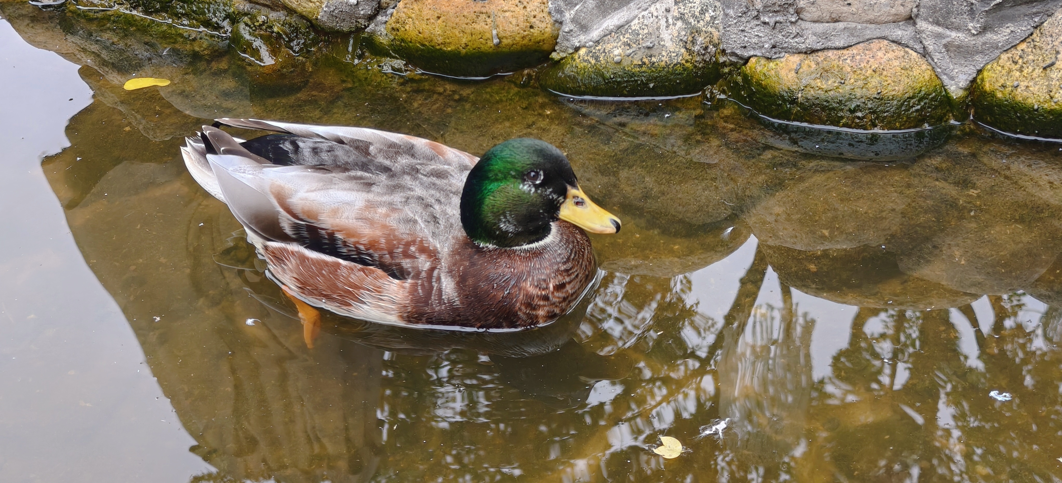 晚安鸭  ​​​