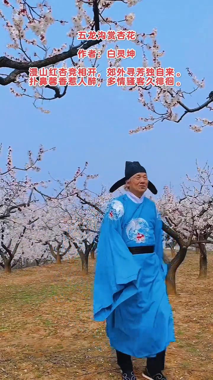 五龙沟赏杏花。
作者：白灵坤。
漫山红杏竞相开，郊外寻芳独自来。
扑鼻馨香惹人醉