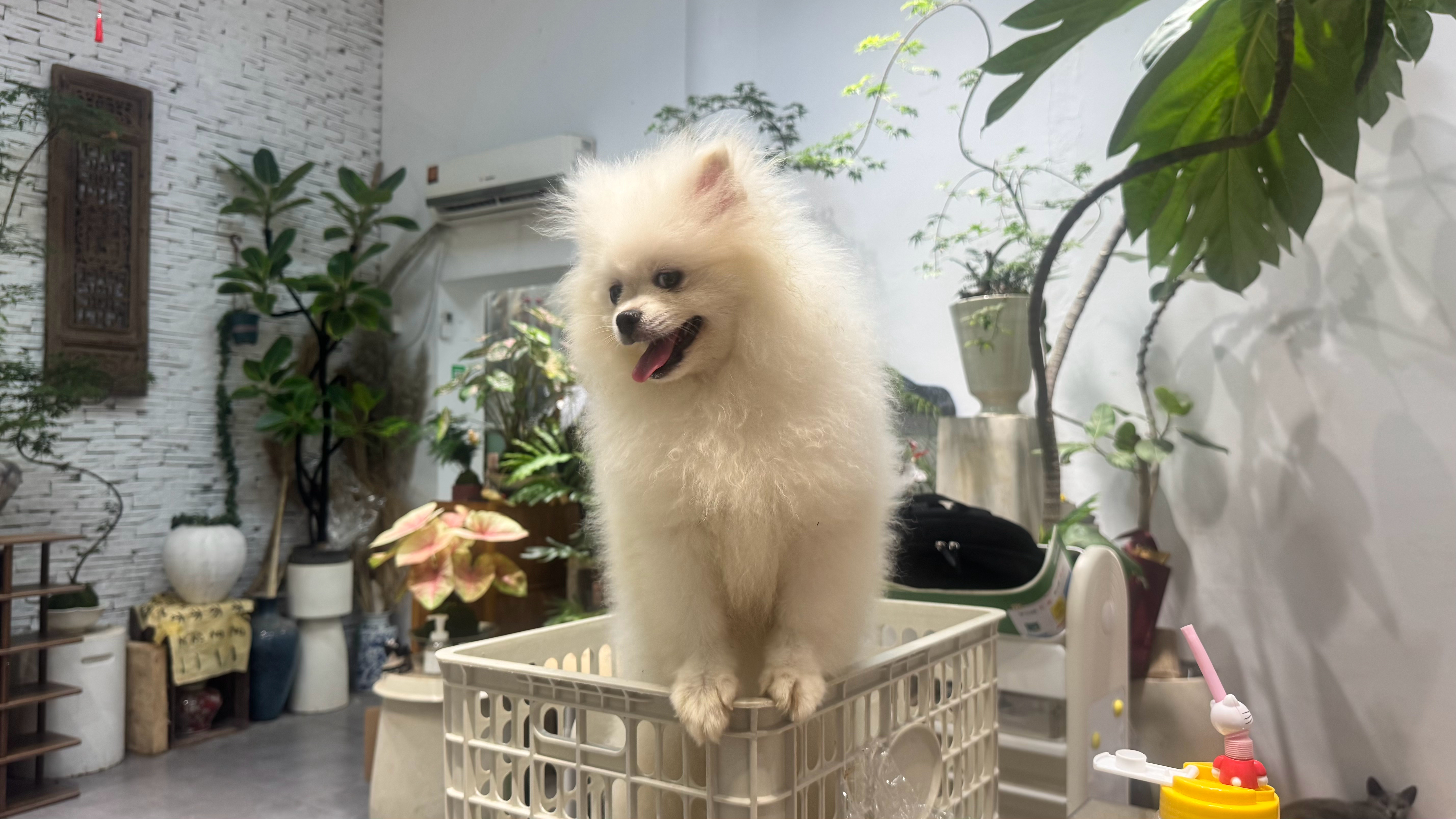 好可爱的香菜🌿🐩 绍兴