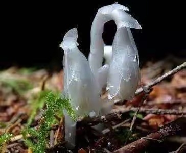 哀牢山发现7株冥界之花  看报道，近两年在广西柳州融水苗族自治县的元宝山上，护林