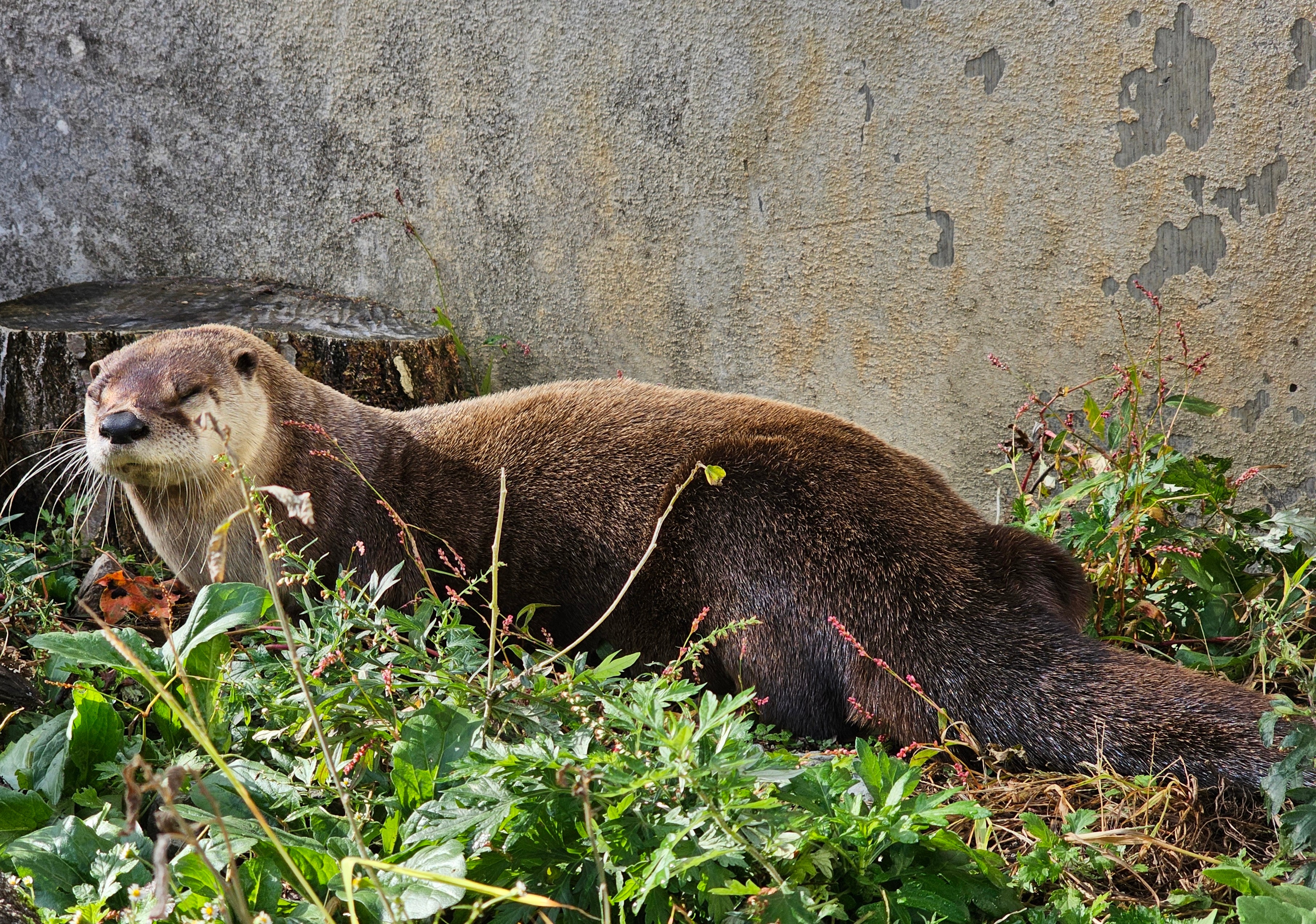 水獭 天呐和亚洲小爪比起来，北美水獭长得真的是油光水滑的~我第一次发现他们的尾巴