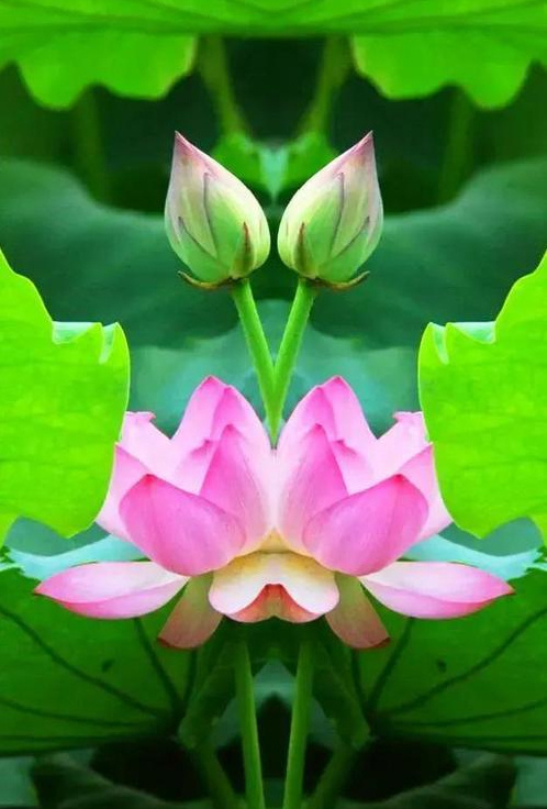 并蒂莲，接双倍好运🌷🌷🍒🍒 
