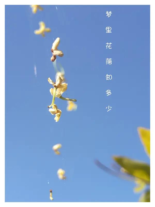 AI妙生图冬去春来，梦想花开。