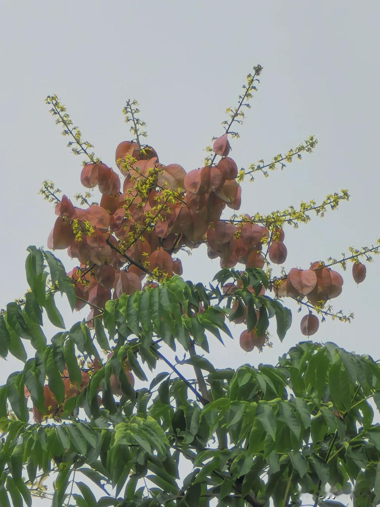 栾树花开秋意浓
半城葱茏半树秋

金黄细碎的小花缀满枝头
粉褐果荚如灯笼高悬
细