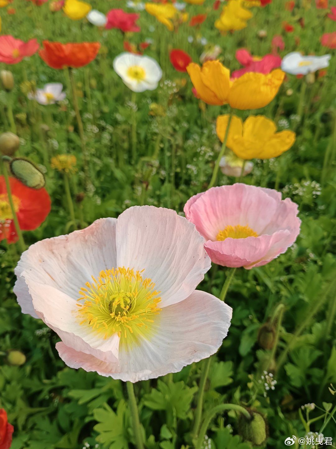 上了年纪的是不是就喜欢去赏赏花。。。 