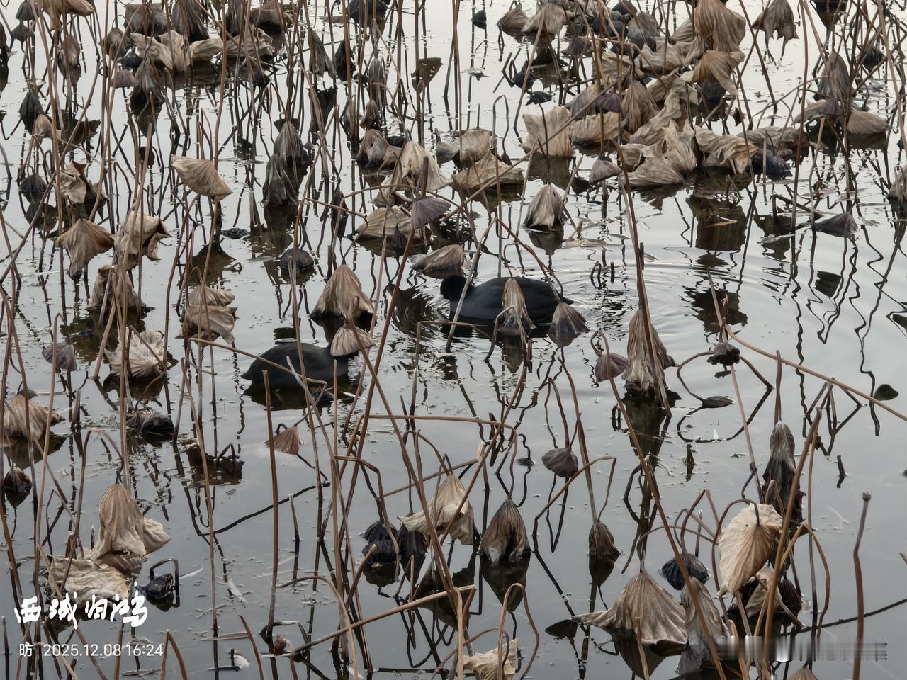 藏在残荷中的精灵