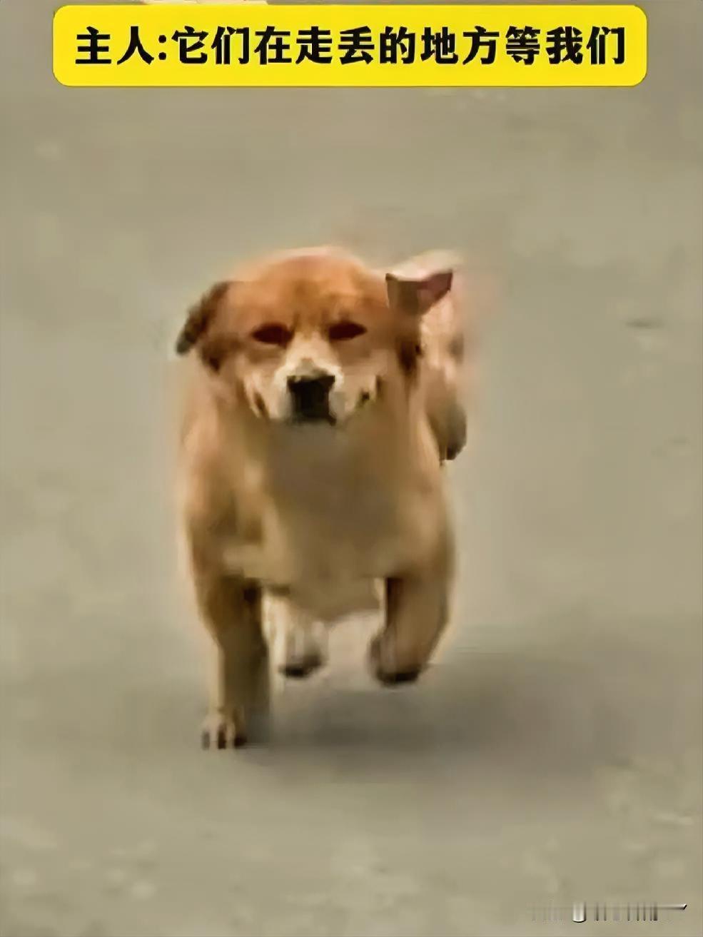 狗狗三天在原地苦等，重逢时的奔跑看哭了谁？

11月9日，浙江舟山，两只狗狗走失