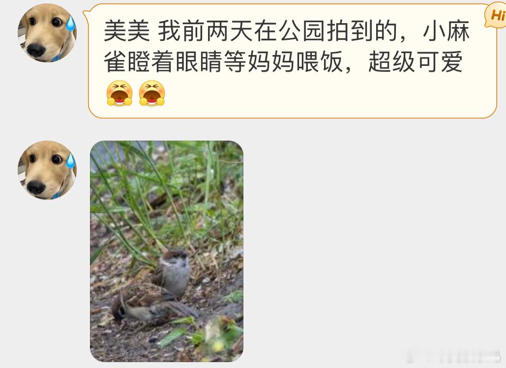 #鸟粉投稿# 好温馨呀！麻麻在地上找吃的，宝宝在旁边等着投喂～ ​​​