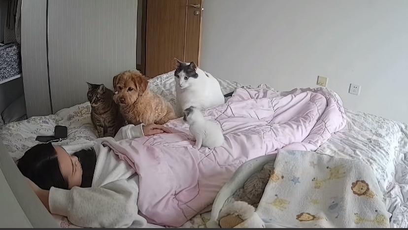忍不住想笑[捂脸][捂脸]！
宠物 猫咪