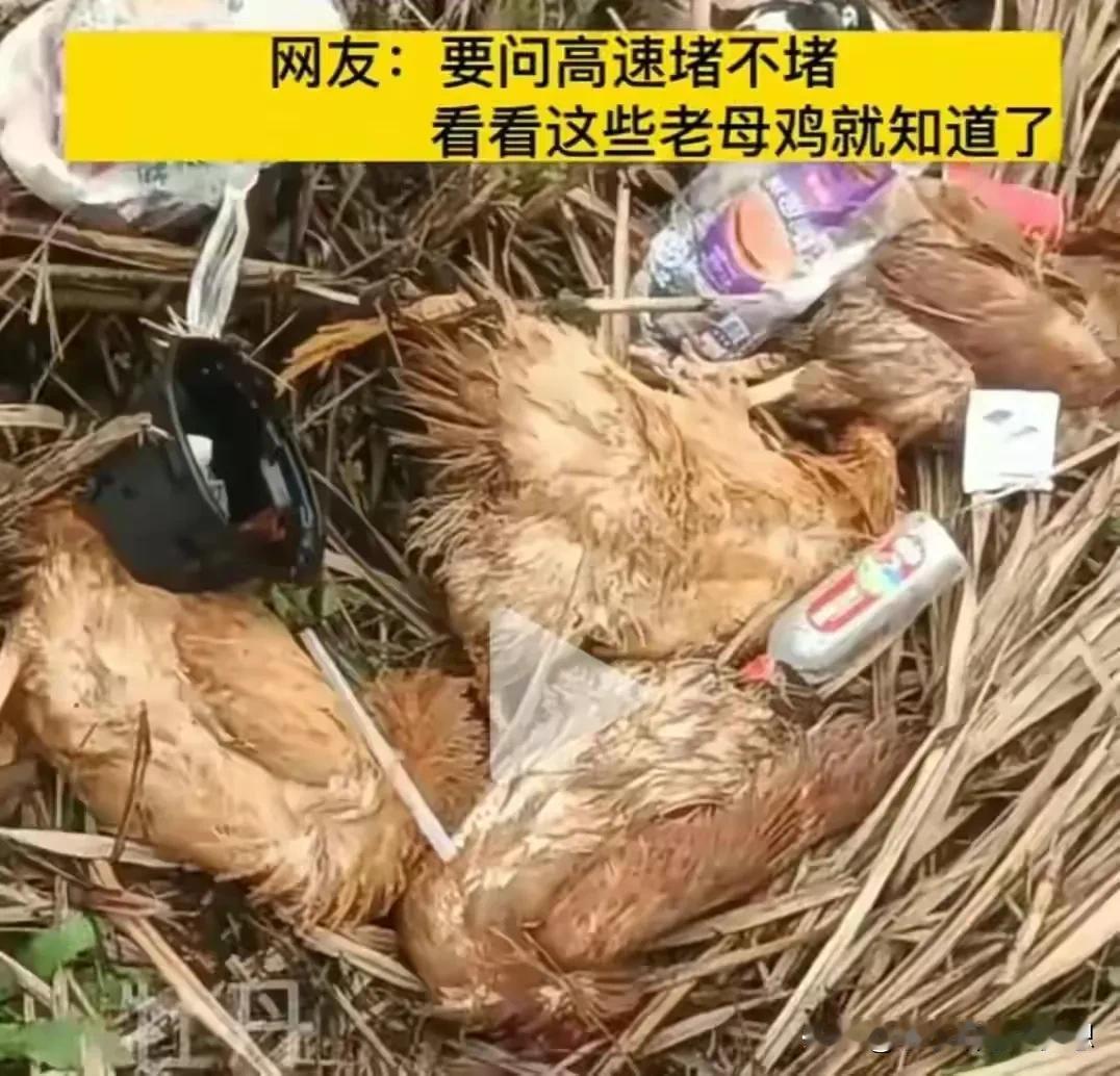 要看高速堵不堵？看到这些被丢弃的老母鸡你就清楚！这都是家里老妈老爸的心血，养足了