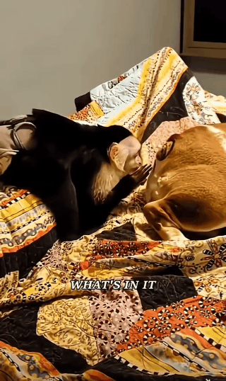 猴子：这个洞里好像有佳肴[大笑打call]
狗子：oh！no。。。
猴子：巧克力
