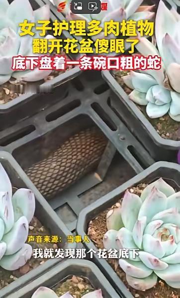 真的被这一幕吓到头皮发麻！养花党一定要引以为戒，夏季养花真的别太大意！
 
昆明