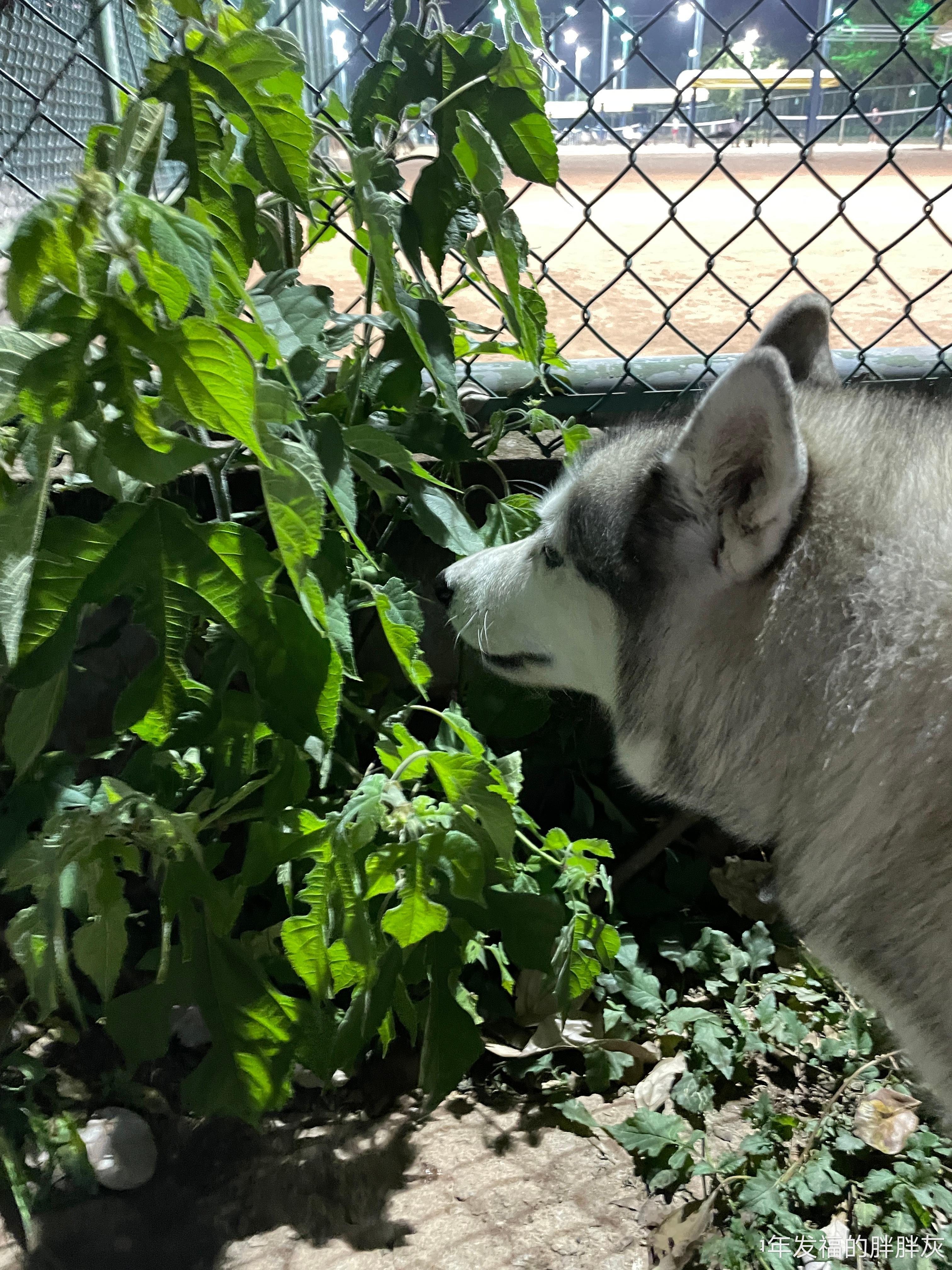  小狗真的会自己找草药吃[允悲]灰灰爱吃的这种叶子，竟然是利尿的[允悲][允悲]