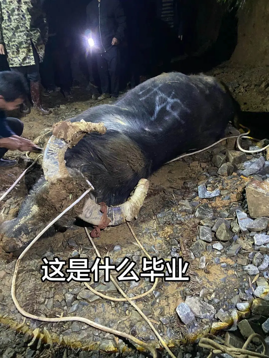斗牛爱好者